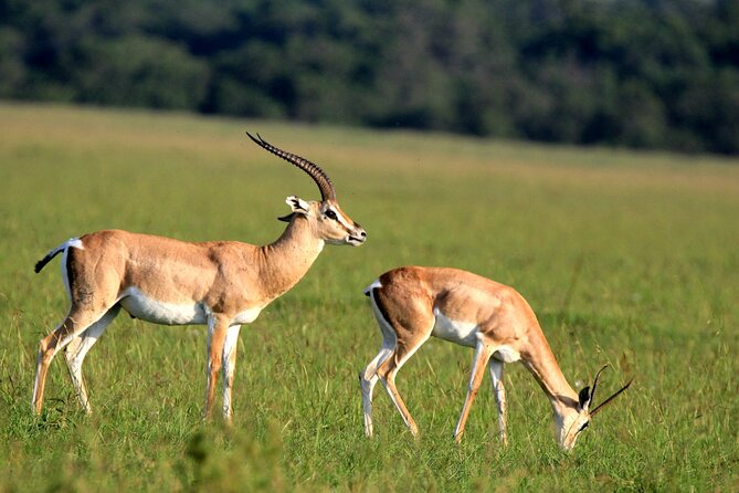 6-Day Samburu, Lake Nakuru, and Masai Mara Safari - Lodges, Meals, and the Little Stuff That Adds Up