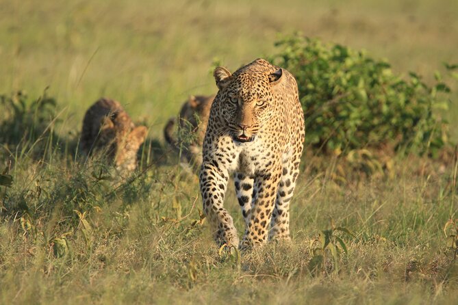 6-Day Samburu, Lake Nakuru, and Masai Mara Safari - Price and Value: What $2,878.58 Is Paying For