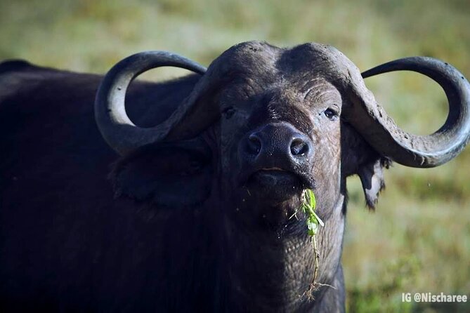 6-Day Samburu, Lake Nakuru, and Masai Mara Safari - Nairobi Pickup and Drop-Off: Easy Start, Clear Routine