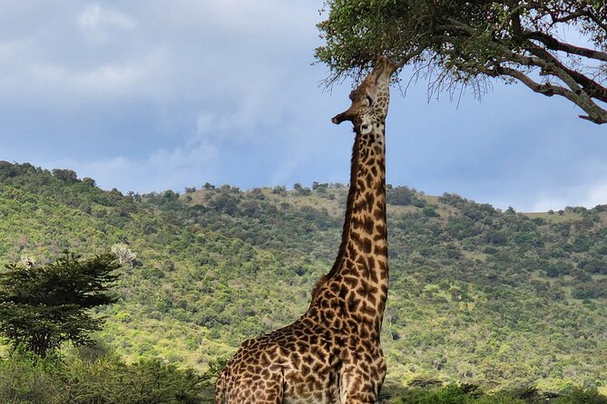 6 Days Amboseli, Lake Naivasha and Masai Mara Adventure - How This 6-Day Safari Balances Elephants, Birds, and Big Cats