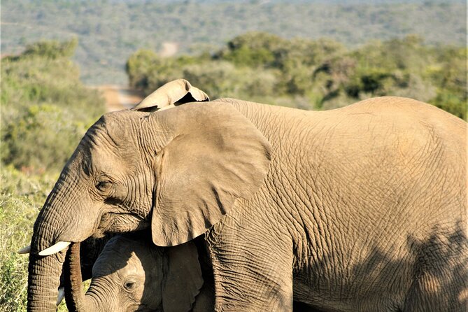 6 Days Amboseli, Lake Naivasha and Masai Mara Adventure - Maasai Mara National Reserve, Landing in Big-Cat Country