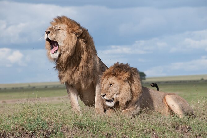 6 Days Amboseli, Lake Naivasha and Masai Mara Adventure - Logistics and Comfort, Private Transport That Changes the Game