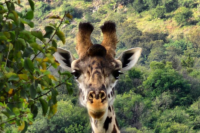 6 Days Amboseli, Lake Naivasha and Masai Mara Adventure - Masai Culture, Village Visits, and Respectful Context