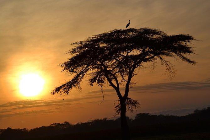 6 Days Amboseli, Lake Nakuru and Masai Mara - A Six-Day Circuit of Amboseli, Lake Nakuru, and Maasai Mara