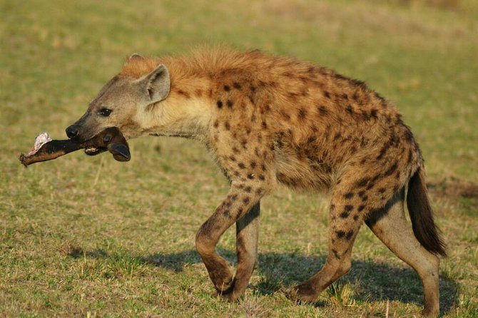 6 Days Amboseli, Lake Nakuru and Masai Mara - Day 4: First Maasai Mara Drive, Why Late Afternoon Matters