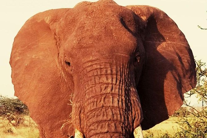 6 Days Amboseli, Lake Nakuru and Masai Mara - Day 5: Full-Day Maasai Mara, Packed Lunch, and Your Best Predator Chances