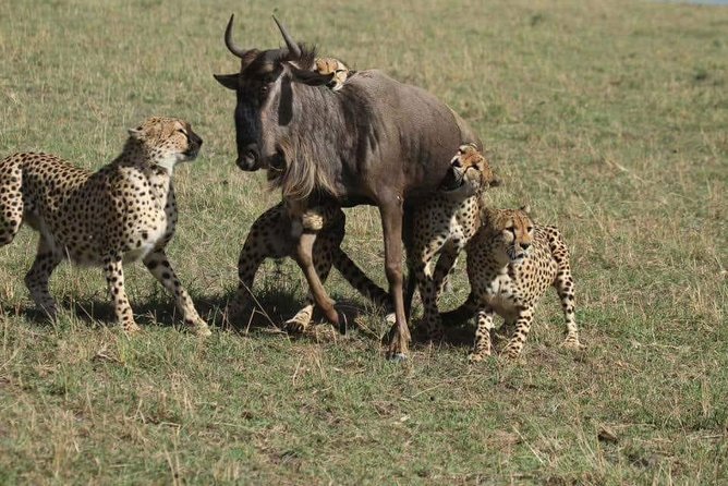 6 Days best of kenya safaris Maasai Mara-Lake Nakuru Amboseli National Park - The Nairobi to Kenya wildlife hit list: how this route feels in real time