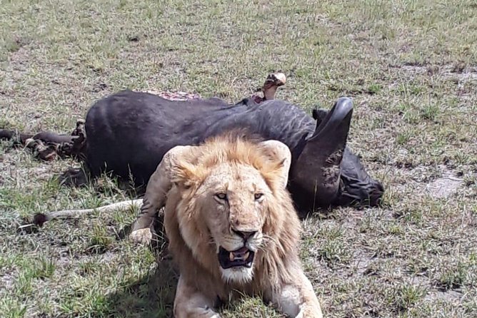 6 Days best of kenya safaris Maasai Mara-Lake Nakuru Amboseli National Park - Amboseli: elephant and hippo country with possible Kilimanjaro views