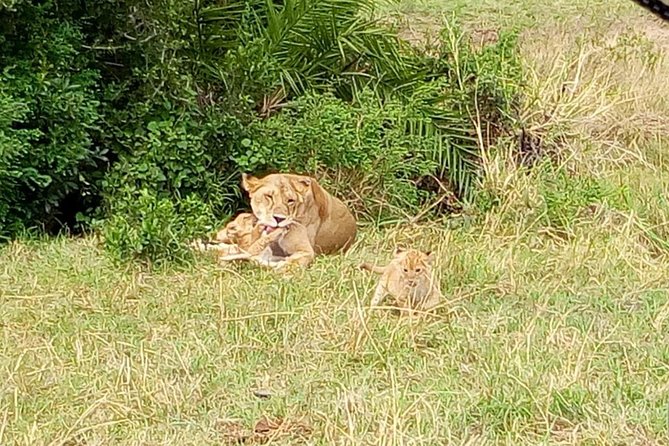 6 Days best of kenya safaris Maasai Mara-Lake Nakuru Amboseli National Park - Price and value at $980 per person: what you really get for your money