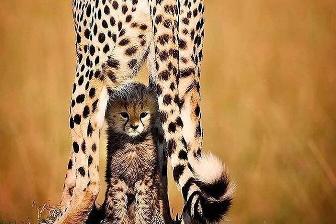 6 Days best of kenya safaris Maasai Mara-Lake Nakuru Amboseli National Park - Who should book this best-of-Kenya safari, and who should think twice