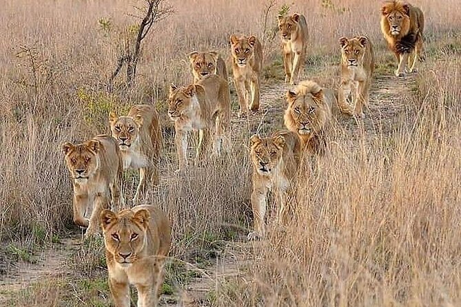 6 Days best of kenya safaris Maasai Mara-Lake Nakuru Amboseli National Park - Maasai Mara game drives: Big Five searching and the Hippos Pool lunch