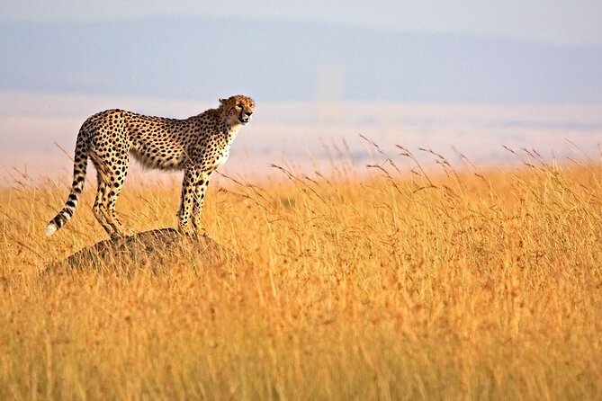 6 Days Group Multi Day Tour Masai Mara Lake Nakuru and Amboseli - Leaving the Mara for Lake Nakuru: A Scenic Transfer Day You Can Still Enjoy