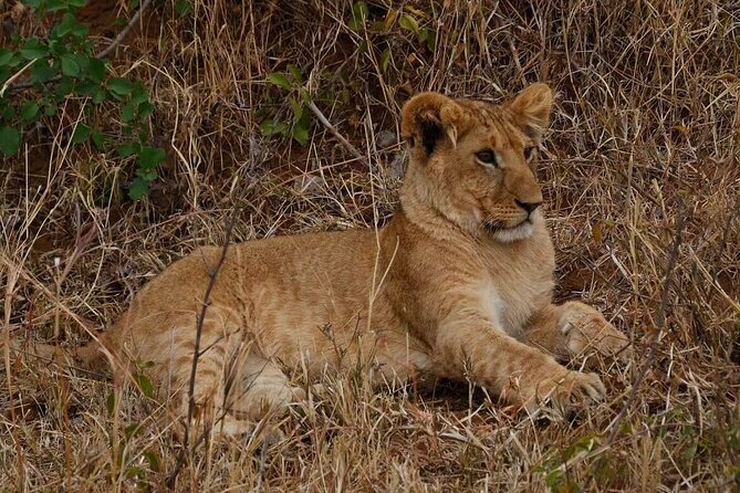 6 Days Group Multi Day Tour Masai Mara Lake Nakuru and Amboseli - Final Day Back to Nairobi: Safari Highlights Wrapping Up