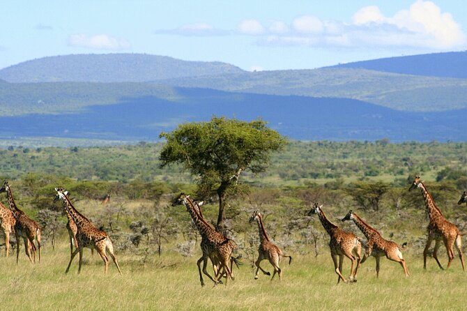 6 Days Group Multi Day Tour Masai Mara Lake Nakuru and Amboseli - Nairobi to Maasai Mara: The Rift Valley Setup and Tented Camp Comfort