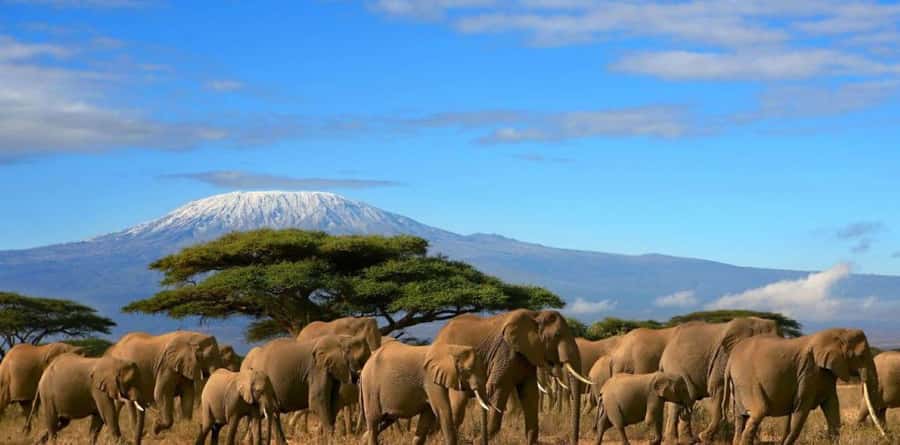 6 Days, Group Safari to Masai Mara, Lake Nakuru and Amboseli - Key points to know before you go