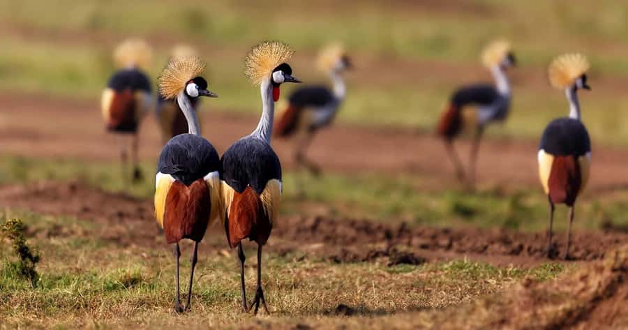 6 Days, Group Safari to Masai Mara, Lake Nakuru and Amboseli - Why this 6-day route from Mara to Amboseli makes sense