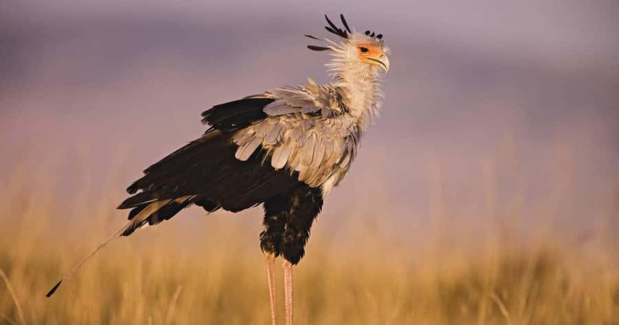 6 Days, Group Safari to Masai Mara, Lake Nakuru and Amboseli - Day 2: Full day in Maasai Mara for Big Five odds and Mara River drama