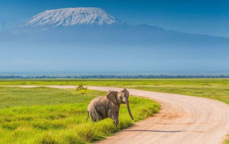 6 Days, Group Safari to Masai Mara, Lake Nakuru and Amboseli - Day 5: Amboseli full day, elephant herds, predators, and a birds-eye lookout