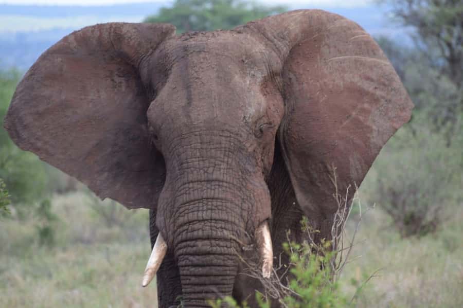 6 Days, Group Safari to Masai Mara, Lake Nakuru and Amboseli - Day 6: Short early game drive, then back to Nairobi