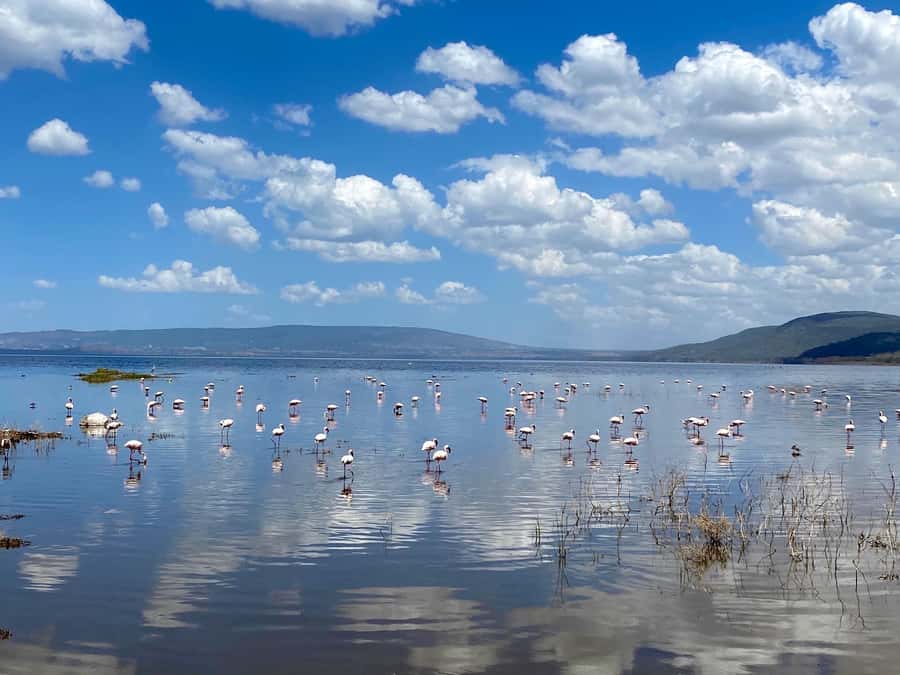 6 Days, Group Safari to Masai Mara, Lake Nakuru and Amboseli - The real value: what is included in the $750 price