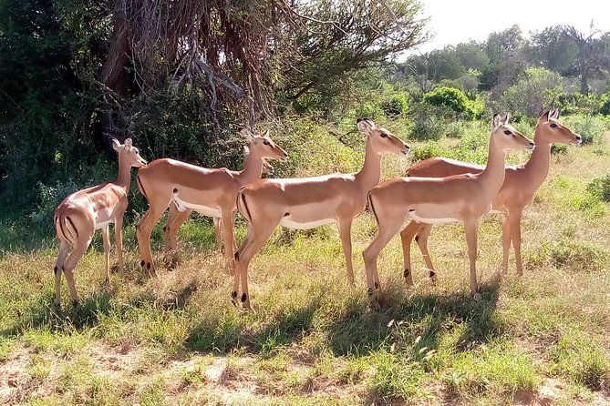 6 days guided safari: nairobi / lake nakuru / lake naivasha / masai mara n r - Comfort details that make a long safari feel easier