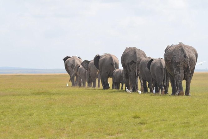 6 Days in Masai Mara- Lake Nakuru- Amboseli - Why This 6-Day Route Works: Mara, Nakuru, and Amboseli