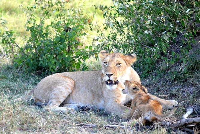 6 Days in Masai Mara- Lake Nakuru- Amboseli - Masai Mara National Reserve: Full-Day Game Viewing and the Hippo Pool Lunch Stop