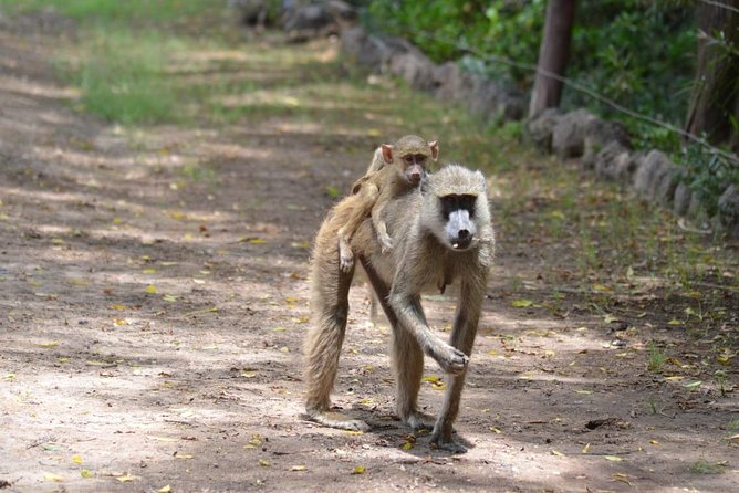 6 Days in Masai Mara- Lake Nakuru- Amboseli - Amboseli National Park: Elephant Encounters and the Chance to See Kilimanjaro