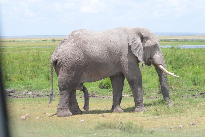 6 Days in Masai Mara- Lake Nakuru- Amboseli - Comfort and Communication That Helps, Especially If You Travel Solo