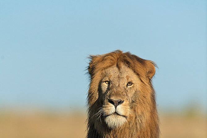 6 Days Kenya Adventure Wildlife Safari - Lake Elementaita Hotel Base and Dinner Included Days