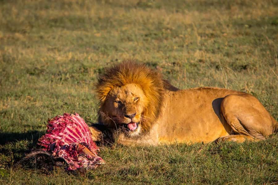 6 Days Kenya Budget Safari - Key things that make this safari work