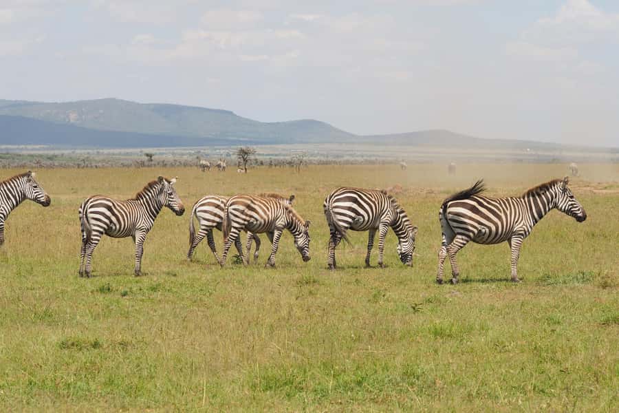 6 Days Kenya Budget Safari - A Budget Big Five Route Through Mara, Lake Nakuru, and Amboseli