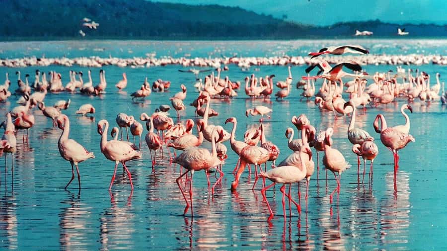 6 Days Kenya Budget Safari - Masai Mara Full Day: Migration Thunder and Lion, Cheetah, and More