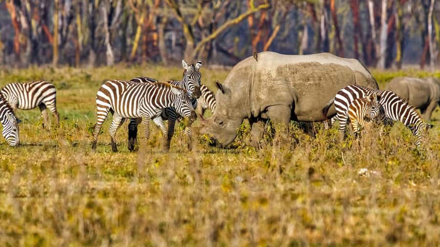 6 Days Kenya Budget Safari - Travel Day to Nakuru and the Optional Masai Village Stop