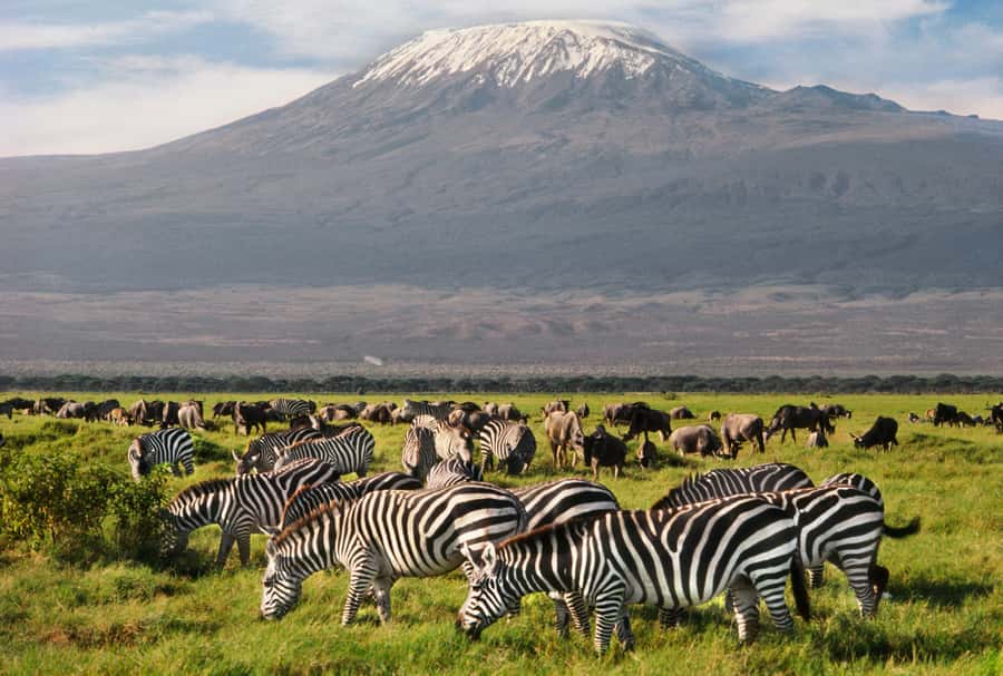 6 Days Kenya Budget Safari - Amboseli to Nairobi: Short Morning Drive and Airport or Hotel Drop-Off
