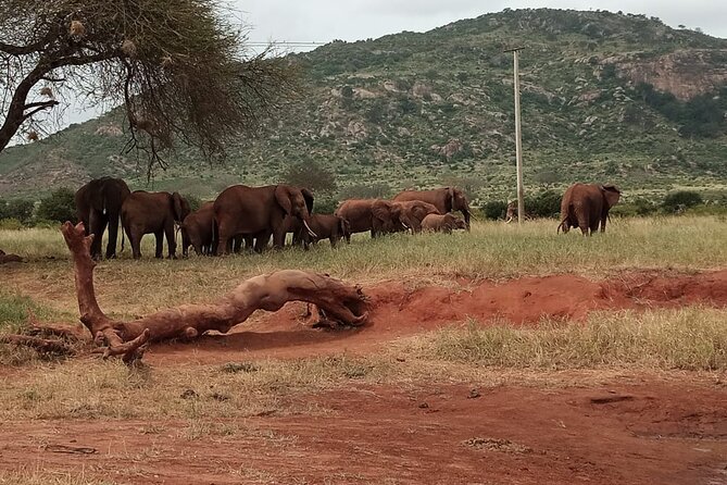 6 Days Kenya Masai Mara,Lake Nakuru & Amboseli Wildlife Safari - Maasai Mara nights and big-cat hours you can actually use