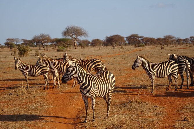 6 Days Kenya Masai Mara,Lake Nakuru & Amboseli Wildlife Safari - Amboseli for elephants and Mt Kilimanjaro views that feel real