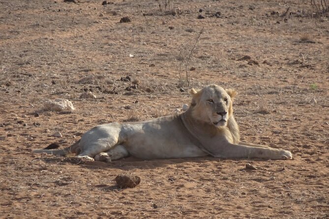 6 Days Kenya Masai Mara,Lake Nakuru & Amboseli Wildlife Safari - The 6-day timing, long drives, and why the vehicle setup matters
