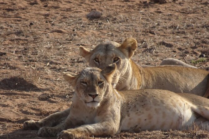 6 Days Kenya Masai Mara,Lake Nakuru & Amboseli Wildlife Safari - Value and price: what $2,000 per person includes, and what it doesn’t