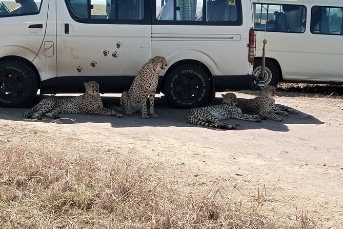 6 Days Kenya Masai Mara,Lake Nakuru & Amboseli Wildlife Safari - The best fit for your travel style