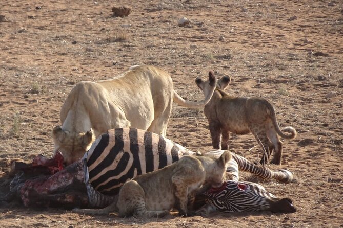 6 Days Kenya Masai Mara,Lake Nakuru & Amboseli Wildlife Safari - Real talk on operator support, and why it shows up during the trip