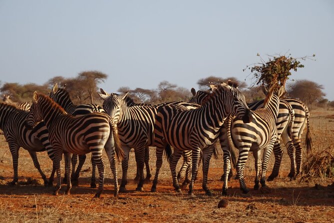 6 Days Kenya Masai Mara,Lake Nakuru & Amboseli Wildlife Safari - Lake Nakuru and the Out Africa Lookout, birds with a lunch plan