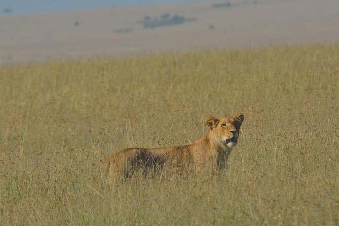 6 Days Maasai Mara/Nakuru/Amboseli Group Safari - Amboseli Days 4 to 6: Elephants Plus Kilimanjaro Views