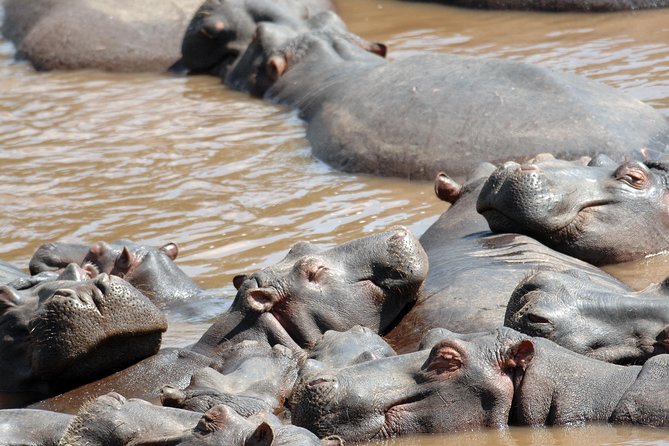 6 Days Maasai Mara/Nakuru/Amboseli Group Safari - Guides and Service: What You Can Expect From the Human Side