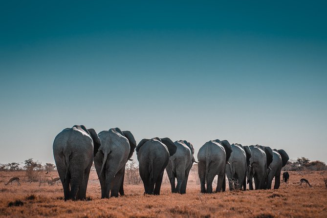 6 Days Maasai Mara/Nakuru/Amboseli Group Safari - Should You Book This 6-Day Safari With Alphadean Tours?