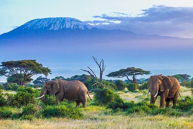 6 Days Masai Mara, Lake Nakuru & Amboseli-Ultimate Kenyan Safari - Masai Mara National Reserve: Predator Country With Real Game-Drive Time