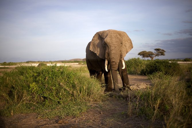 6 Days Masai Mara, Lake Nakuru & Amboseli-Ultimate Kenyan Safari - Amboseli National Park: Kilimanjaro Views and Elephant-Heavy Drives