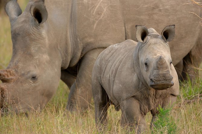 6 Days Masai Mara, Lake Nakuru & Amboseli-Ultimate Kenyan Safari - Early Morning Game Drive in Amboseli, Then Back to Nairobi