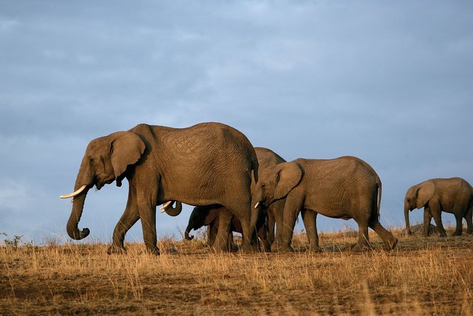 6 Days Masai Mara, Lake Nakuru & Amboseli-Ultimate Kenyan Safari - What All-Inclusive Means Here, and Where Your Money Might Go Next