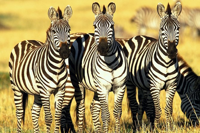 6 Days Masai Mara, Lake Nakuru & Amboseli-Ultimate Kenyan Safari - Group Size, the Safari Van, and Comfort Tips That Actually Help